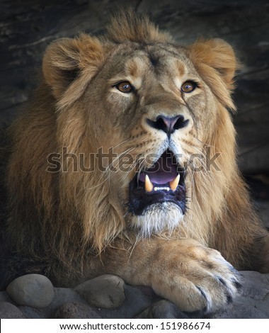 A drowsy lion shows his huge fangs and very mighty paw. Wild beauty of the biggest cat, the King of beasts. Peaceful calmness of the most dangerous raptor of the world.