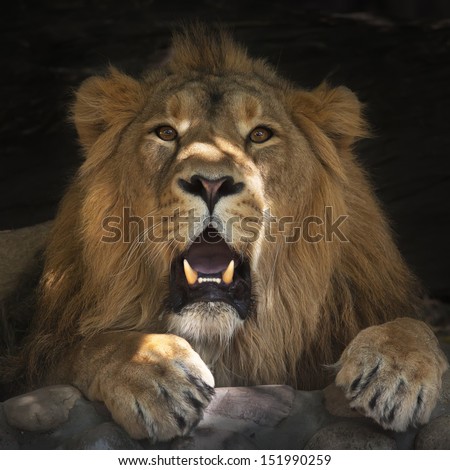 Stare of the lying lion with some plashes of sunlight on his face. The King of beasts is resting in forest shadow. The biggest cat and the most dangerous raptor of the world shows his huge fangs.