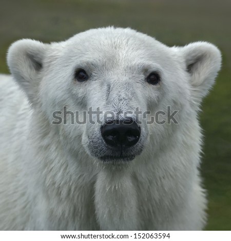 The head of a polar bear female. Face portrait of a beautiful beast on green blur background. The most dangerous animal of the Arctic region. Wild beauty of severe raptor.