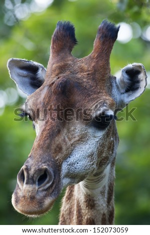 The head of a giraffe female on green blur background. Face portrait of the highest animal of the world. Wild beauty of the exotic animal from African savanna.