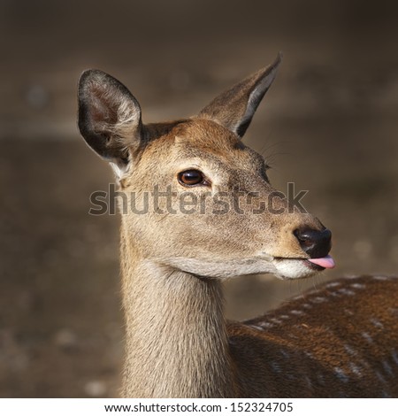The head, neck and back of an axis deer female on blur background. Wild beauty of a dappled beer with pink tongue.