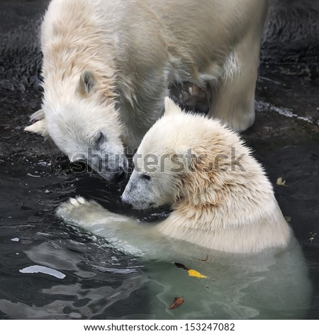 Two polar bear cubs grasp skills of intercourse. Cute and cuddly animal babies, which are going to be the most dangerous beasts of the world. Young Arctic raptors are enjoying in pool.