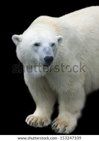 Menacing stare of a mighty polar bear female, isolated on black background. Half length portrait of the most dangerous beast of the world. Cute and cuddly live plush teddy.