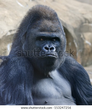 Bust portrait of a gorilla male, severe silverback, on rock background. Menacing side look of the great ape, the most dangerous and biggest monkey of the world. The chief of a gorilla family.