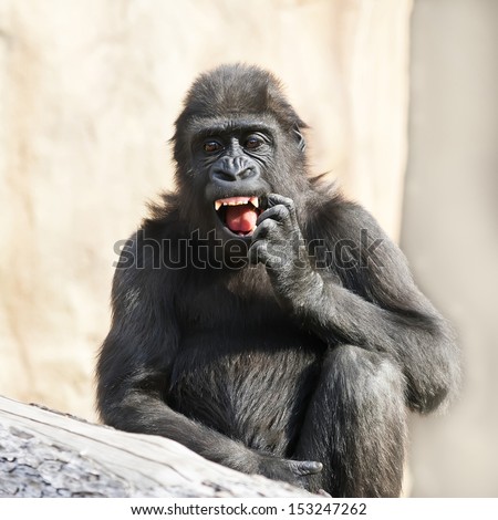 A young gorilla male is picking his teeth. Milk fangs of the little great ape are already very dangerous. The young monkey is going to be the most mighty and biggest primate of the world.