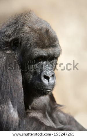 A young gorilla female with low state in the monkey family on blur background. Sad eyes of the monkey, great ape, the most dangerous and biggest primate of the world.
