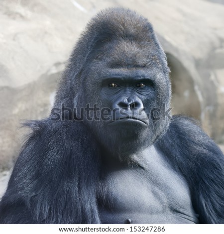 Bust portrait of a gorilla male, severe silverback, on rock background. Menacing expression of the great ape, the most dangerous and biggest monkey of the world. The chief of a gorilla family.