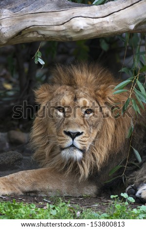 Asian lion, resting in forest shadow. The King of beasts, biggest cat of the world, looking straight into the camera. The most dangerous and mighty predator of the world.