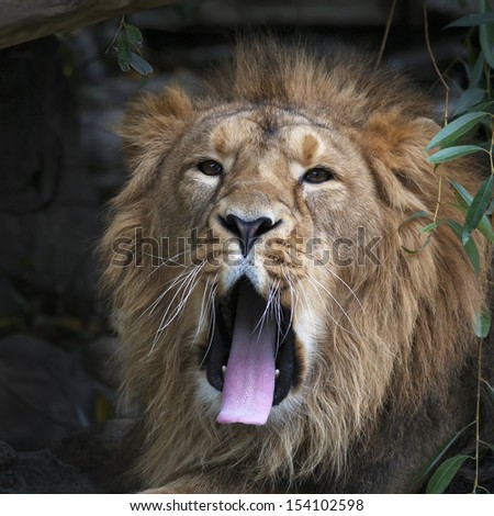 Yawning Asian lion in shadowy forest. Square image. The King of beasts, biggest cat of the world, looking straight into the camera. The most dangerous and mighty predator of the world.