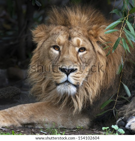 Asian lion, resting in forest shadow. Square image. The King of beasts, biggest cat of the world, looking straight into the camera. The most dangerous and mighty predator of the world.