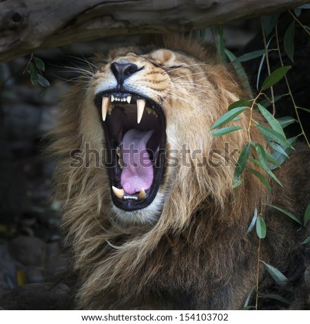 Asian lion with open jaws in forest shadow. Square image. The King of beasts, biggest cat of the world. The most dangerous and mighty predator of the world.
