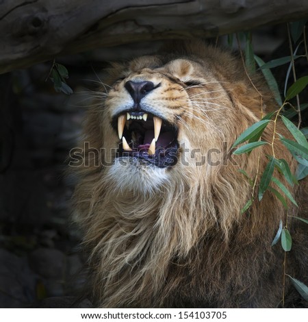 Asian lion shows his huge fangs, resting in forest shadow. Square image. The King of beasts, biggest cat of the world. The most dangerous and mighty predator of the world.