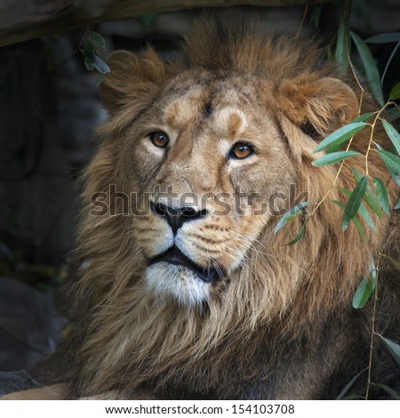 Stare of an Asian lion, resting in forest shadow. Square image. The King of beasts, biggest cat of the world. The most dangerous and mighty predator of the world.