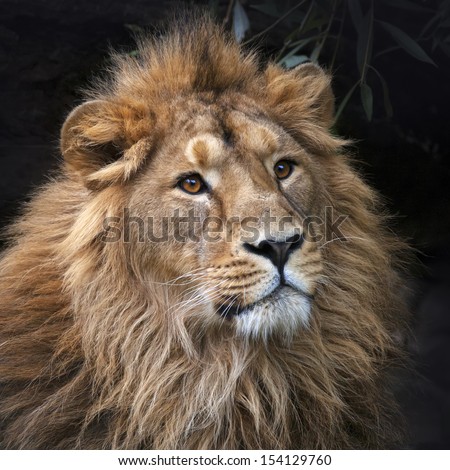Gaze Of An Asian Lion In Forest Shadow. Calmness Of The King Of Beasts,  Biggest Cat Of The World. The Most Dangerous And Mighty Predator Of The  World. Square Image. - Stock