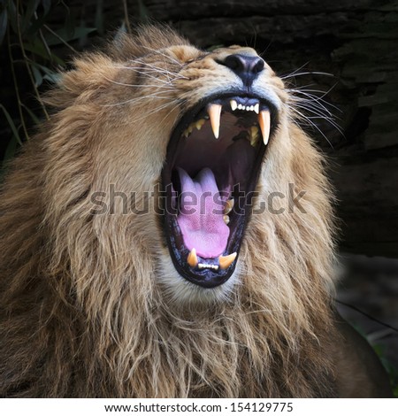 Huge Fangs Of An Asian Lion, Resting In Forest Shadow. The King Of Beasts, Biggest Cat Of The World. The Most Dangerous And Mighty Predator Of The World With Open Chaps. Square Image.