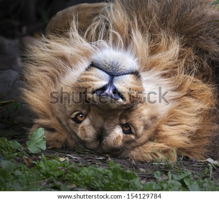 The face of an Asian lion, lying on his back. Square image. The King of beasts, biggest cat of the world, looking straight into the camera. The most dangerous and mighty predator of the world.