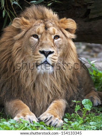 Calmness of an Asian lion, resting in forest shadow. The King of beasts, biggest cat of the world. The most dangerous and mighty predator of the world. Wild beauty of the nature.