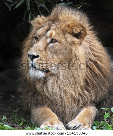 Side look of an Asian lion, resting in forest shadow. The King of beasts, biggest cat of the world. The most dangerous and mighty predator of the world. Wild beauty of the nature.