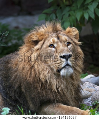 Look up of an Asian lion, lying among rocks and greenery. The King of beasts, biggest cat of the world. The most dangerous and mighty predator of the world. Wild beauty of the nature.