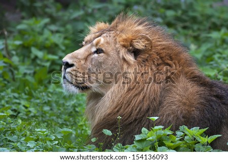 Side face portrait of an Asian lion, lying among green grass. The King of beasts, biggest cat of the world. The most dangerous and mighty predator of the world. Wild beauty of the nature.
