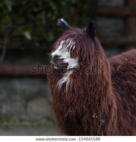 Funny head, neck and back of an alpaca. White face and red dreads of a fluffy latinos animal, Lama pacos. Woolly pet in hay with human like face with mustache and beard.