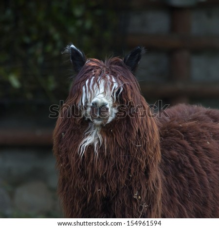 Funny head, neck and back of an alpaca. White face and red dreads of a fluffy latinos hoofed animal, Lama pacos. Woolly pet in hay with human like face with mustache and beard.
