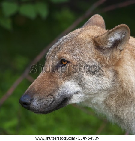 The head of a young, one year old, european wolf male. Side face portrait of a forest dangerous beast, Canis lupus lupus, on green background. Beauty of the wildlife.