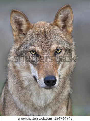 The head and neck of a young, two year old, european wolf female. Face portrait of a forest dangerous beast, Canis lupus lupus, on blur background. Beauty of the wildlife.