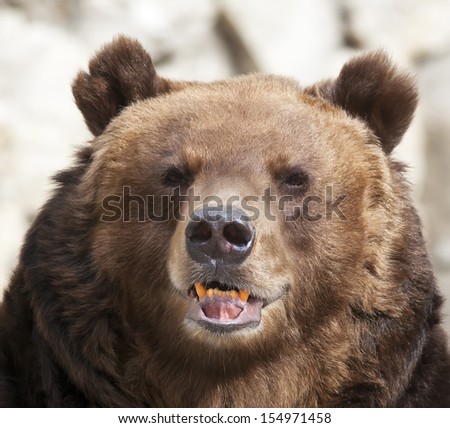 Gaze of a brown bear female on blur gray background. Macro face portrait of the most mighty beast of the world. Eye to eye with severe and very dangerous predator.