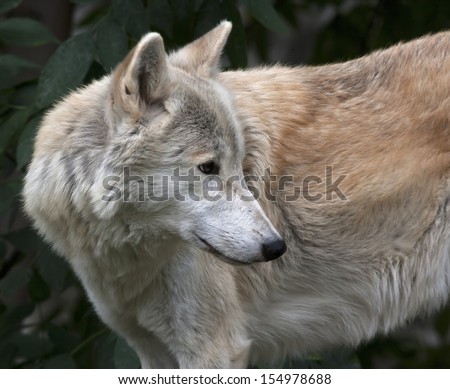Look back of a polar wolf male on greenery background. Side face portrait of the very dangerous beast of the cold North. Severe beauty of the wildlife.