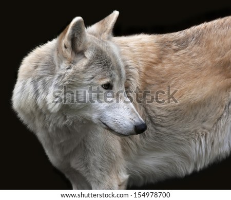 Look back of a polar wolf male, isolated on black background. Side face portrait of the very dangerous beast of the cold North. Severe beauty of the wildlife.