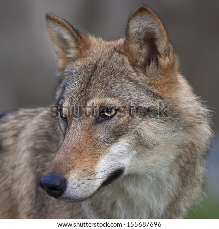 Side Look Of A Young, Two Year Old, European Wolf Female. Side Face Portrait Of A Forest Dangerous Beast, Canis Lupus Lupus. Beauty Of The Wildlife. Square Image.
