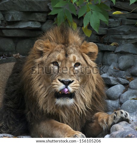 An Asian lion with pink tongue on rocky background. The King of beasts, biggest cat of the world, looking straight into the camera. The most dangerous and mighty predator of the world. Wild beauty.