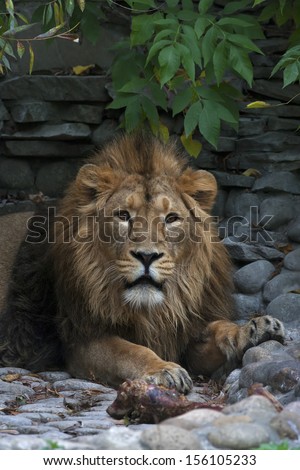 An Asian lion with a little open chaps. The King of beasts, biggest cat of the world, looking straight into the camera. The most dangerous and mighty predator of the world. Wild beauty of the nature.