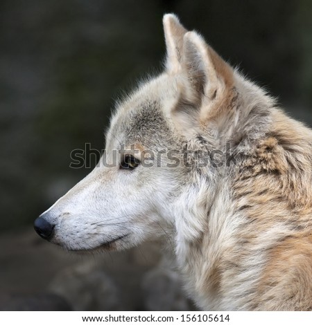 The head macro portrait of a polar wolf male. Eye to eye with the very dangerous beast of the cold North. Severe beauty of the wildlife. Clever look of the wild white dog. Square image.