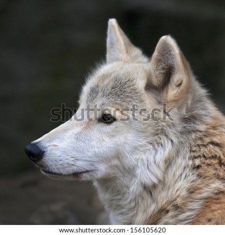 Peaceful look of a polar wolf male. Eye to eye with the very dangerous beast of the cold North. Severe beauty of the wild dog. Close up animal portrait. Square image.
