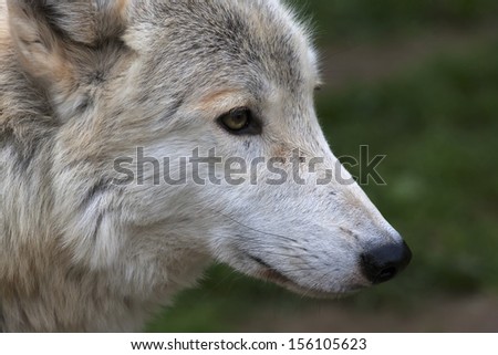 Side face macro portrait of a polar wolf male. Eye to eye with the very dangerous beast of the cold North. Severe beauty of the wildlife. Clever look of the wild dog.
