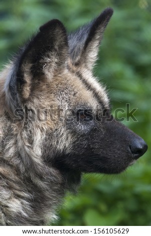 Side face portrait of an African wild dog. The head of the painted dog, African wolf, on green blur background. Wild beauty of the nature. Severe animal of the hot savanna.