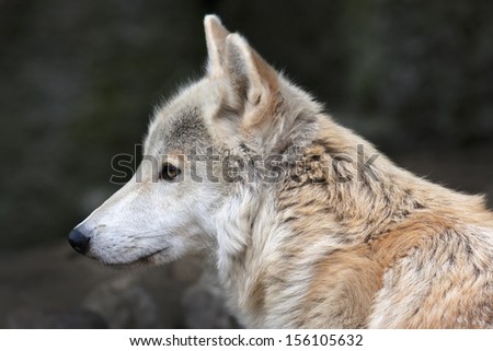 The head and neck of a polar wolf male. Eye to eye with the very dangerous beast of the cold North. Severe beauty of the wildlife. Clever look of the wild white dog.