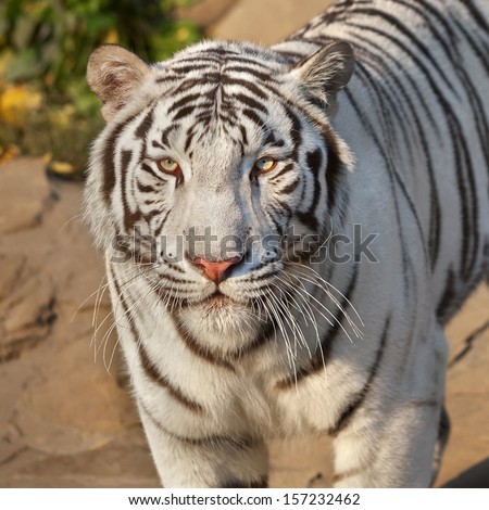 Eye to eye with sunlit white bengal tiger. The most beautiful animal and very dangerous beast of the world. This severe raptor is a pearl of the wildlife. Animal face portrait.