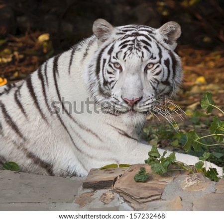A lying white bengal tiger, looking back, on autumn background. The most beautiful animal and very dangerous beast of the world. This severe raptor is a pearl of the wildlife. Animal face portrait.