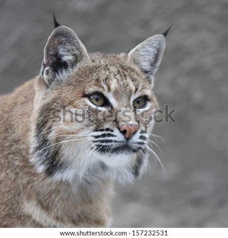 Stare of a red bobcat female, very beautiful beast of the North American forests. The head of the dangerous predator. Cute and cuddly animal of the wildlife.
