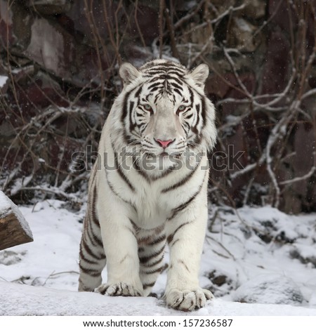 Gaze of a white bengal tiger, stepping over the fallen tree in snowy forest. The most beautiful animal and very dangerous beast of the world. This severe raptor is a pearl of the wildlife.