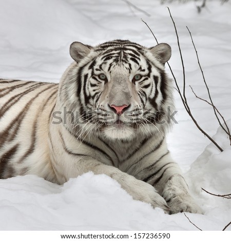 Gaze Of A White Bengal Tiger, Lying On Fresh Snow In Alert Pose. The Most Beautiful Animal And Very Dangerous Beast Of The World. This Severe Raptor Is A Pearl Of The Wildlife. Animal Face Portrait.