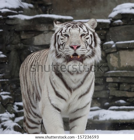 Gaze of a white bengal tiger, standing with open chaps among snowfall. The most beautiful animal and very dangerous beast of the world.  Animal winter portrait on rocky background.