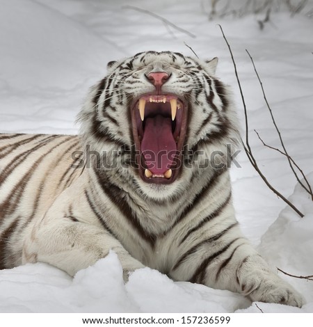 A yawning white bengal tiger, lying on fresh snow. The most beautiful animal and very dangerous beast of the world. This severe raptor is a pearl of the wildlife. Animal face portrait.