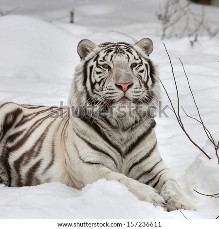A White Bengal Tiger, Calm Lying On Fresh Snow. The Most Beautiful Animal And Very Dangerous Beast Of The World. This Severe Raptor Is A Pearl Of The Wildlife. Animal Face Portrait.