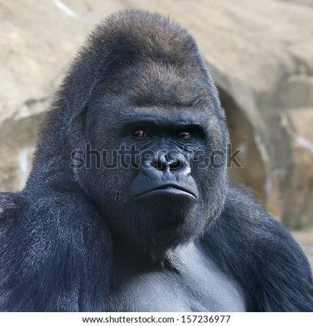 Face portrait of a gorilla male, severe silverback, on rock background. Menacing side look of the great ape, the most dangerous and biggest monkey of the world. The chief of a gorilla family.
