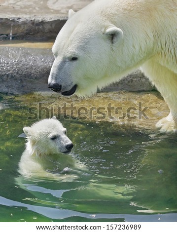 Polar bear mother is bathing her cub in pool. Happiness of a polar bear family. Cute and cuddly live plush teddies and the most dangerous and biggest beast of the world.