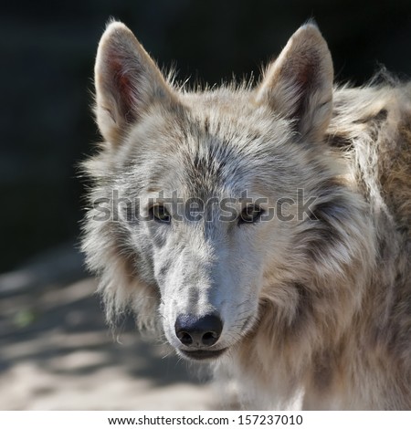 Eye to eye with an arctic wolf. The molting polar wild dog, representative of severe and cold North. Wild beauty of the nature. The sunlit head of the dangerous beast.